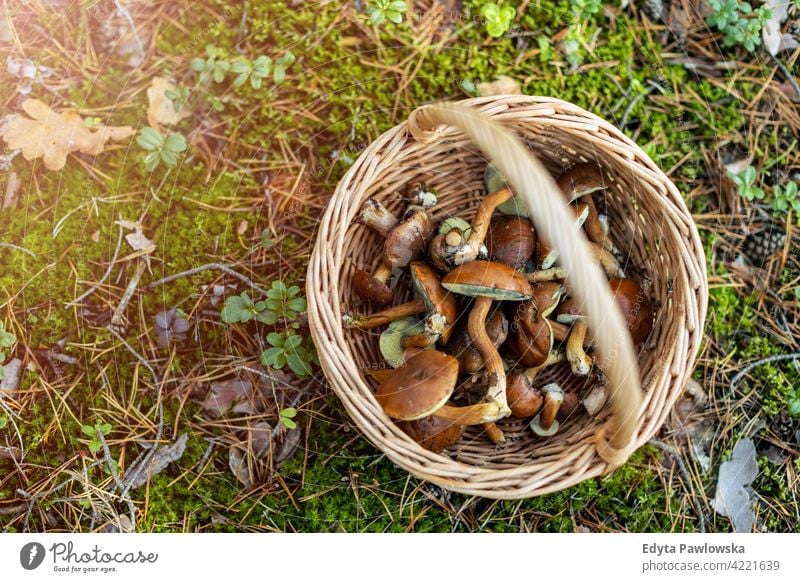 Basket full of mushrooms in the forest food fresh fungus healthy plants trees Poland day outdoors daytime nature autumn fall wild green wilderness