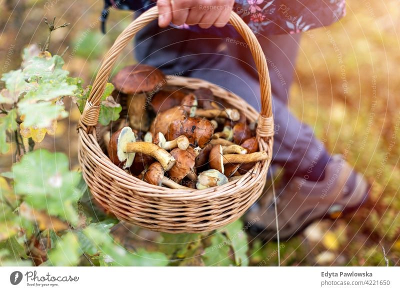 Picking mushrooms in the woods food fresh fungus healthy forest plants trees Poland day outdoors daytime nature autumn fall wild green wilderness