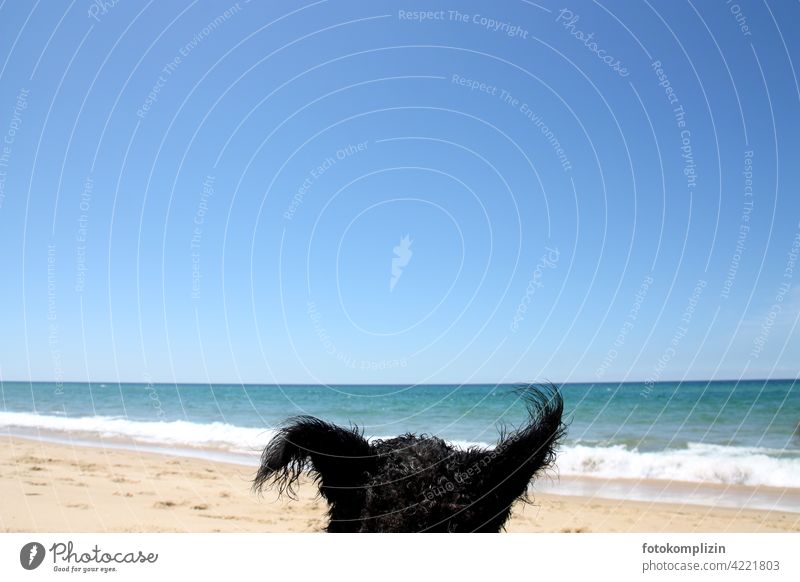 funny dog ears in front of bright blue sea and sky Dog Funny Vacation photo Animal Pet Ocean Beach Beach life Vacation mood sunshine To enjoy Free Listening