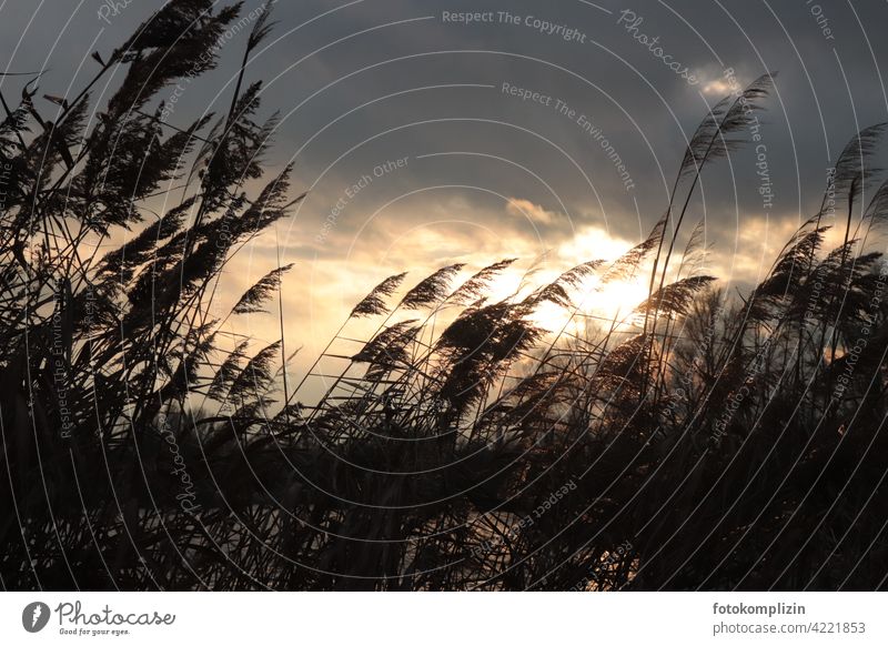 Reed fronds in the wind, against stormy dark cloudy sky reed Wind Common Reed reed grass Grass windy Gale Sky Dark Silhouette Clouds Winter light Flexibility