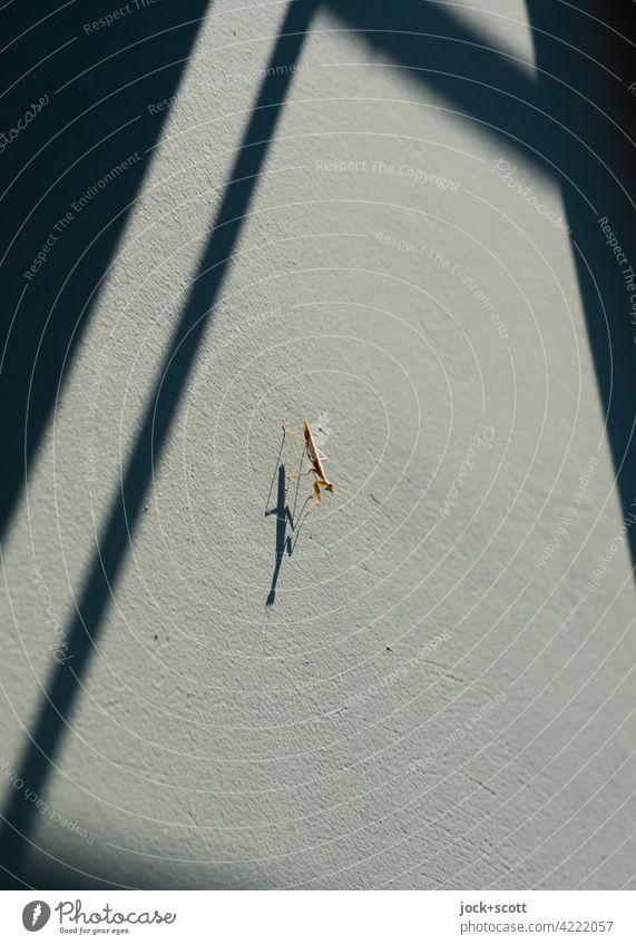 On the wall, lying in wait, a praying mantis... Praying mantis Sit Small Near Thin Warmth Perspective Shadow play Abstract Silhouette Sunlight