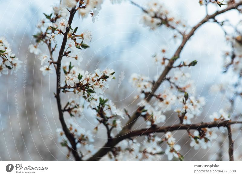 Colorful spring blossom beautiful beauty blaze of color bloom bokeh bright brown bunch closeup colorful colors colour countryside fantasy flora floral