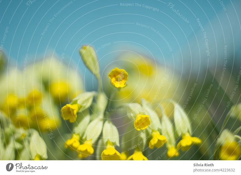 Primroses against blue sky on a spring day cowslip Flower Nature Yellow Spring Blossom Close-up Colour photo Plant Blossoming Garden naturally Deserted