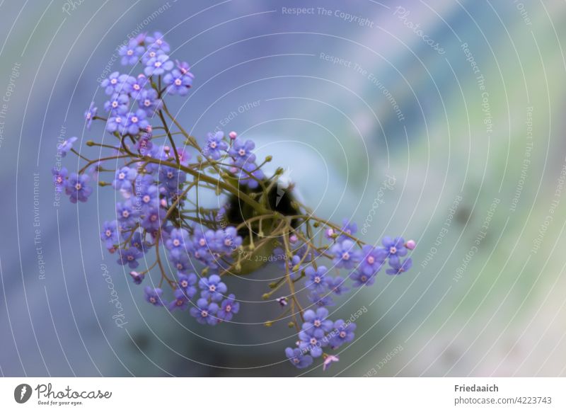 Forget-me-not flowers in vase from above on blurred background Vase Decoration Still Life Colour photo Blossoming Shallow depth of field Spring Interior shot