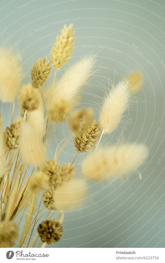 Decoration from dry grasses and flowers as a detail shot ornamental Detail Close-up Flower Interior shot Deserted Year-round durable Plant Bouquet at home Cozy