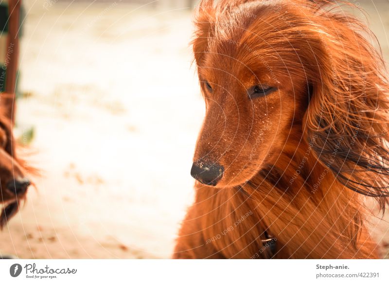 The Thinker Vacation & Travel Adventure Summer vacation Sand Wind Beach Pet Dog Animal face 1 2 Observe Fresh Original Gold Orange Red Contentment Cool (slang)