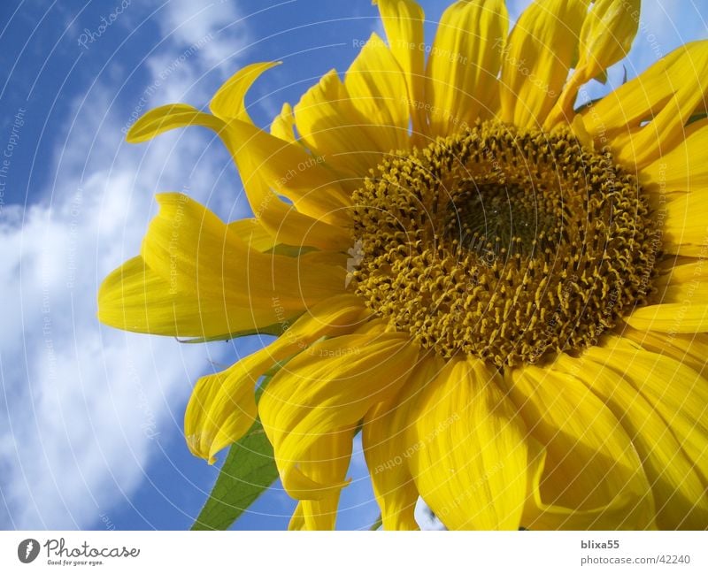 flowerage Sunflower Blossom Yellow Nature Clouds Light blue Kernels & Pits & Stones Hildesheim Flower Friendliness Transience Macro (Extreme close-up) Close-up