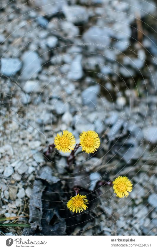 Dandelion beautiful beauty blaze of color bloom blossom bokeh bright brown bunch closeup colorful colors colour countryside fantasy flora floral florescence