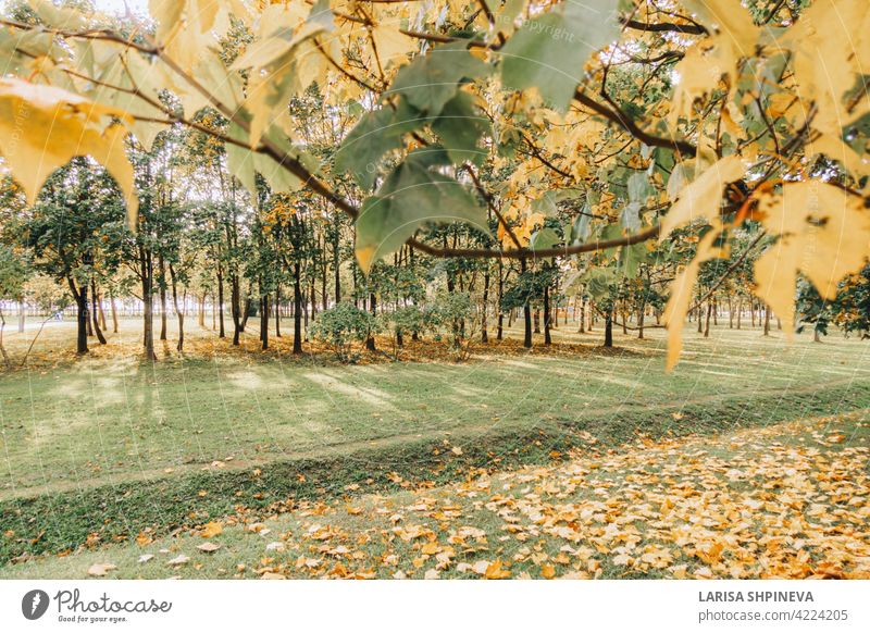 Beautiful autumn landscape with yellow trees, dry orange leaves and sun's rays. Colorful foliage in city park. Falling leaves on natural background nature