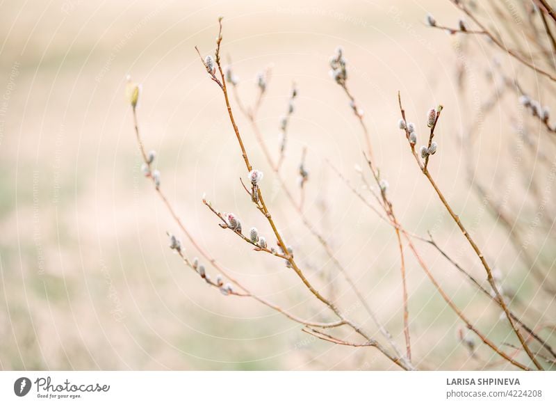 Spring landscape with trees with blossoming pussy willow on soft blurred background. Beautiful Easter branches in gentle colors with selective focus plant