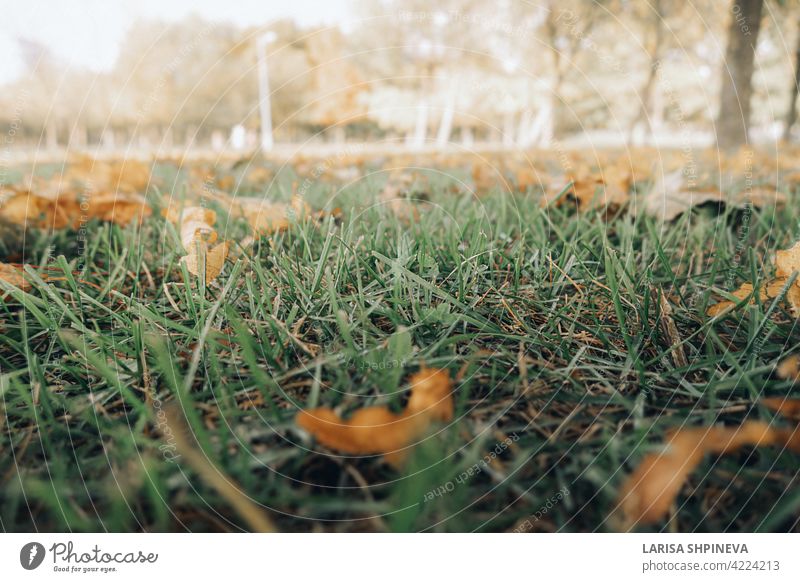 Beautiful autumn landscape with yellow trees, dry orange leaves and sun's rays. Colorful foliage in city park. Falling leaves on natural background nature