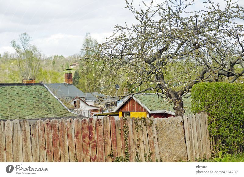 View over a closed wooden fence into an allotment garden with arbours and trees in spring / Allotment garden / Leisure time Garden plot Heimgarten Datsche