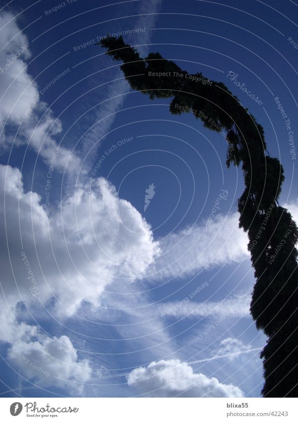 menacing ... Clouds Vapor trail Sun Cloud cover threatening sky play