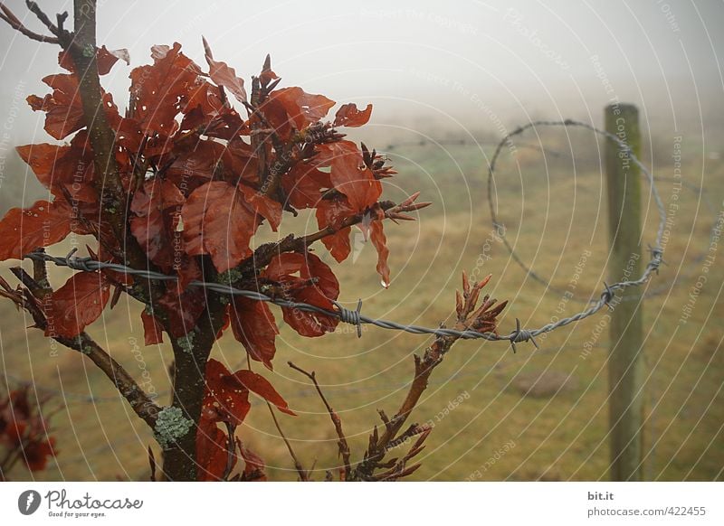 trapped in the fog Environment Nature Landscape Drops of water Autumn Winter Climate Bad weather Fog Rain Plant Bushes Meadow Field Dark Longing Loneliness