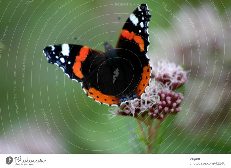 butterfly Butterfly Flower Macro (Extreme close-up) Detail