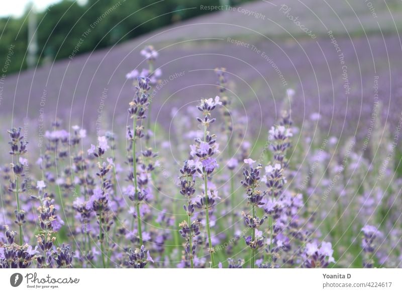 Lavender Field Lavender field Purple Japan Summer Flower Blossom Violet Nature Garden Beautiful lavender farm Close-up closeup Love Landscape breathtaking