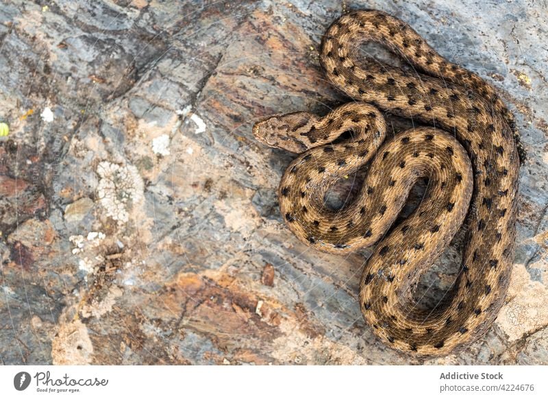 Asp viper Vipera aspis on natural rock background vipera vipera aspis reptiles wildlife snake macro adder animal brown close close-up closeup common