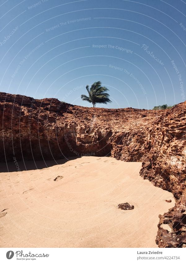 Lonely palmtree on the beach Palm tree palm trees tropics Exotic Plant Palm frond Tree Nature Tropical tropical climate Leaf Beautiful weather Summer