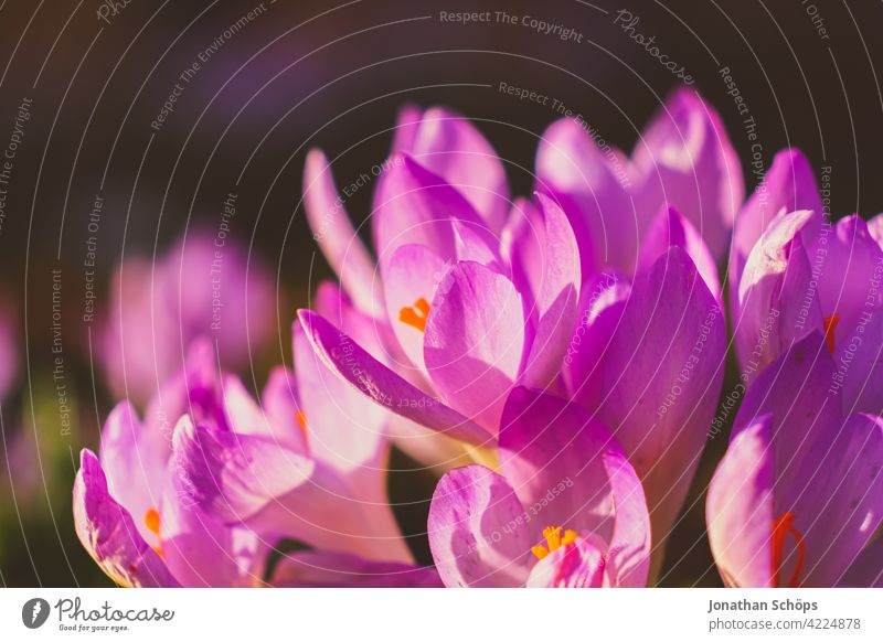 Early bloomer crocus macro shot violet Shallow depth of field Light Day Deserted Macro (Extreme close-up) Detail Close-up Exterior shot Multicoloured