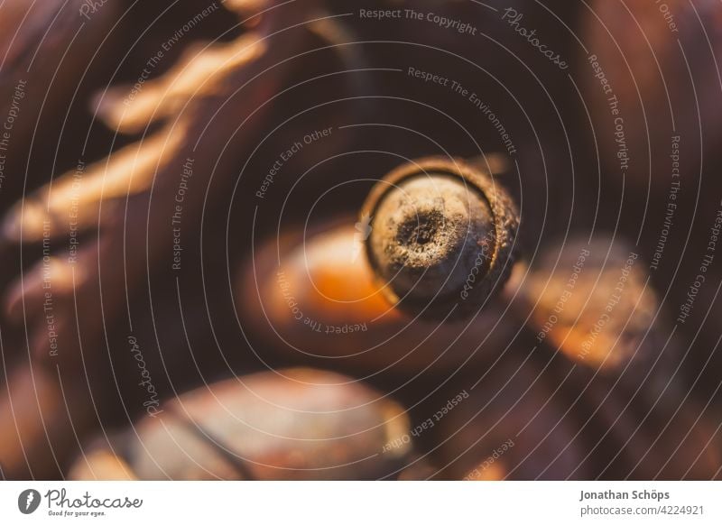 Macro acorn in forest in autumn Floor covering Acorn Brown Macro (Extreme close-up) Close-up Round Red Autumn glans Exterior shot Transience Nature