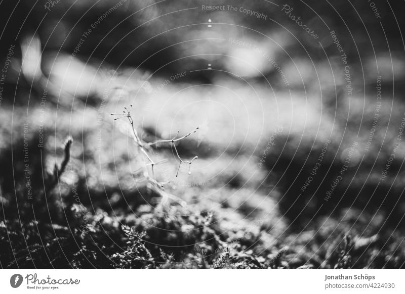 Macro on the forest floor Light Day Deserted Close-up Flourish Environmental protection Woodground Life Growth Shallow depth of field Calm Soft pretty Esthetic