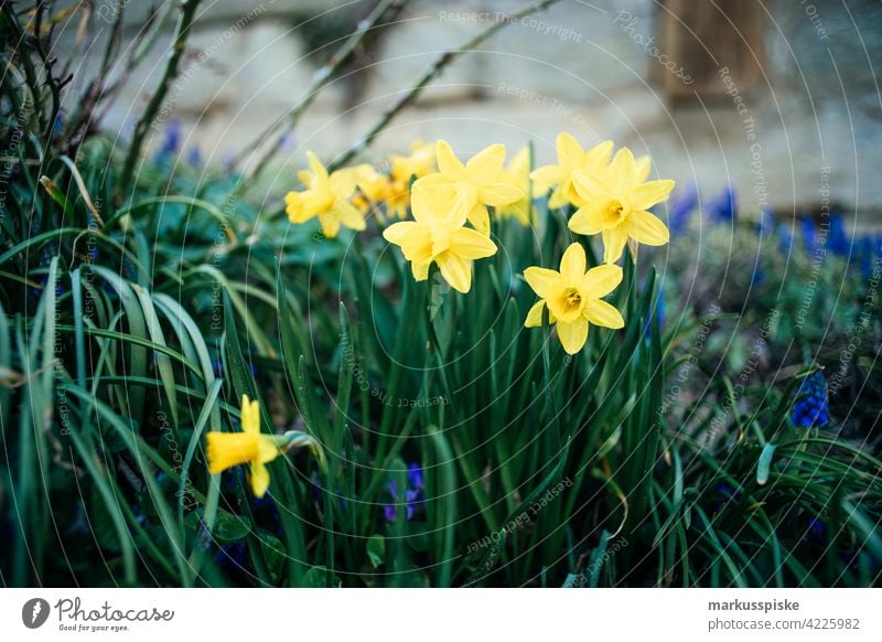 colourful spring flowers Outdoor beautiful beauty blaze of color bloom blossom bokeh bright brown bunch closeup colorful colors countryside fantasy flora floral