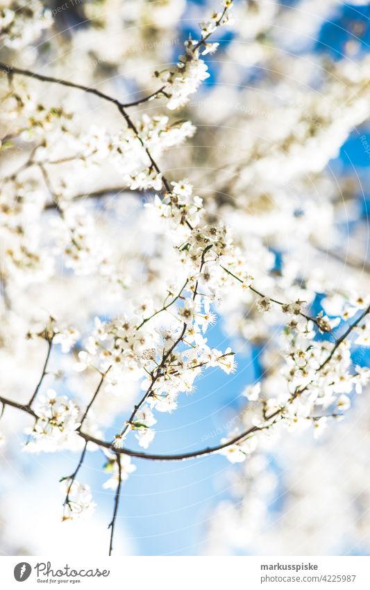 Colorful spring blossom beautiful beauty blaze of color bloom bokeh bright brown bunch closeup colorful colors colour countryside fantasy flora floral