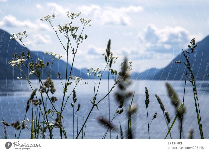 View of a fjord Norway Fjord River Mountain Nature Scandinavia Vacation & Travel plants Tourism voyage Water Relaxation Idyll Landscape Clouds