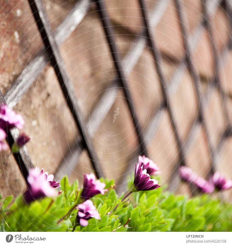 Flowers on the vine trellis flowers Garden wax Help helping Wood Nature Balcony out hobby do gardening Summer at home Growth Gardening Spring Wall (building)