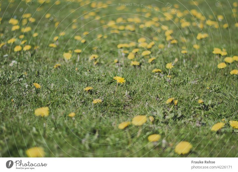 Meadow with dandelion - a flower in focus and blur in foreground and background Dandelion Yellow Green Spring Blossom Nature Grass sea of flowers spring Summer