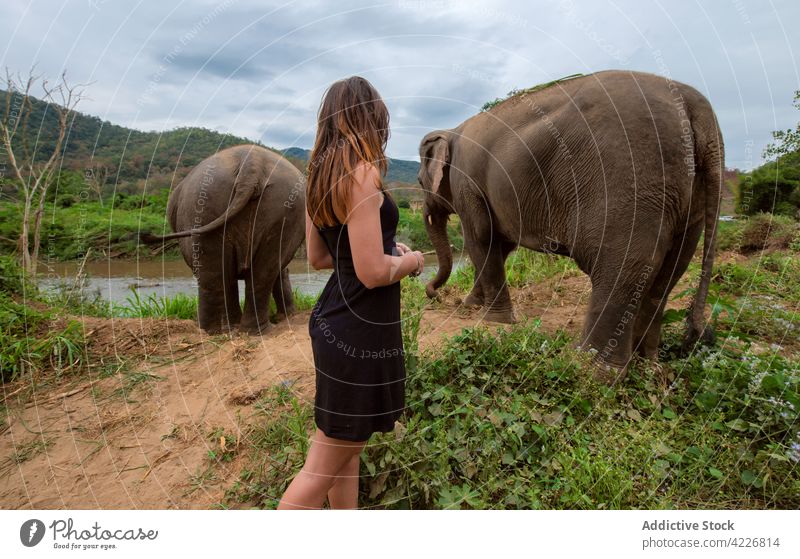 Unrecognizable traveler against elephants and green mounts mountain fauna wildlife animal drink water woman nature herbivore mammal highland pond tourism trip