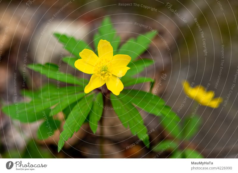 yellow flower in the mountains Anemonoides ranunculoides Flower Nature Mountain Forest Plant color Blossom Leaf