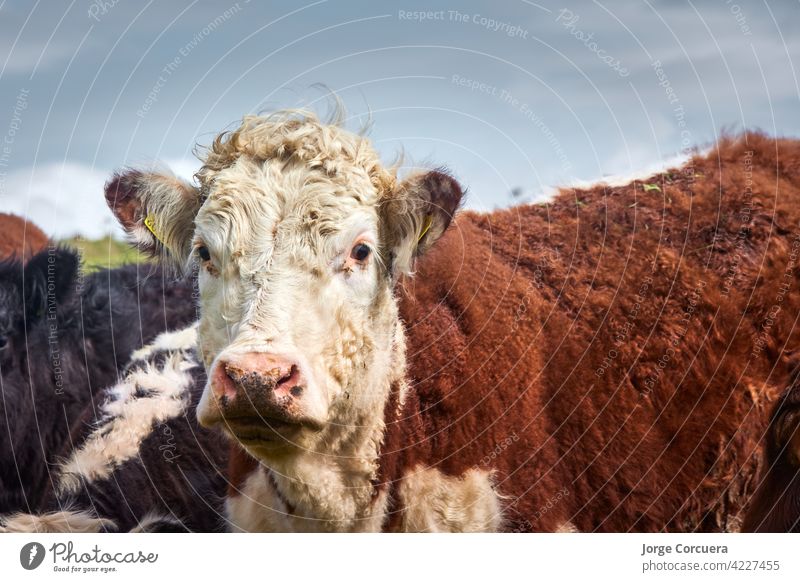 group of cows t veal looking to camera curiously in a meadow mammal livestock herd pasture agriculture grass animal nature cattle dairy farming green grazing