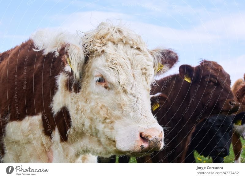 big white cow and brown pretty colors heald brow green bull nature reserve natural portrait cute grass field silverdale wild milk country agriculture background