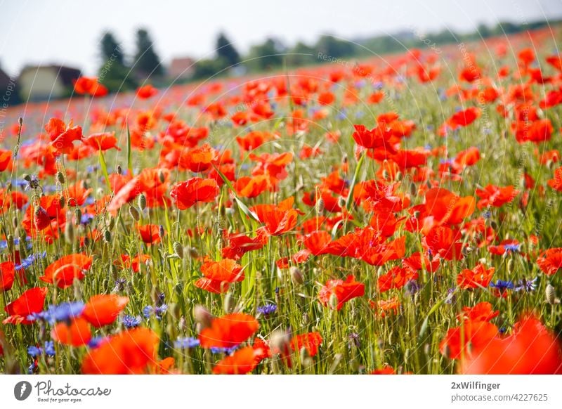 Field with bright red poppies in summer. Vienna, Austria. Papaver Papaver rhoeas Papaveraceae bloom blooming blossom botanic botany flora floral flourish flower