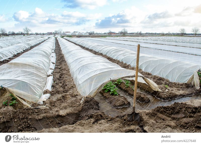 Water flows through channels into a greenhouse tunnel with a planting of potato bushes. Growing crops in early spring in greenhouses. Agricultural industry. Agricultural irrigation system.