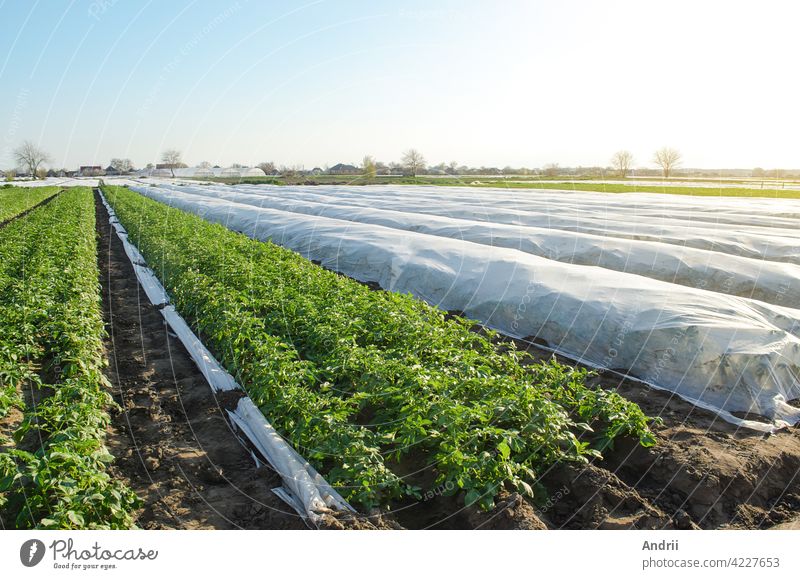 Potato plantation under agricultural fiber and in the open field. Hardening of potato bushes plants in late spring. Create a greenhouse effect for care and protection. Agroindustry, farming.