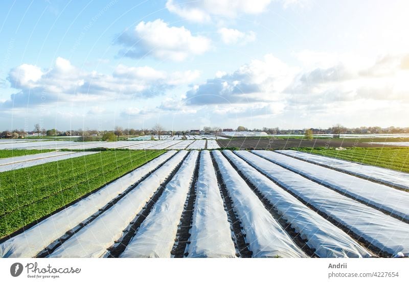 Potato plantation fields partially covered with agricultural spunbond fiber. Gradual removal and hardening of potato bushes plants in late spring. Create a greenhouse effect for care and protection.