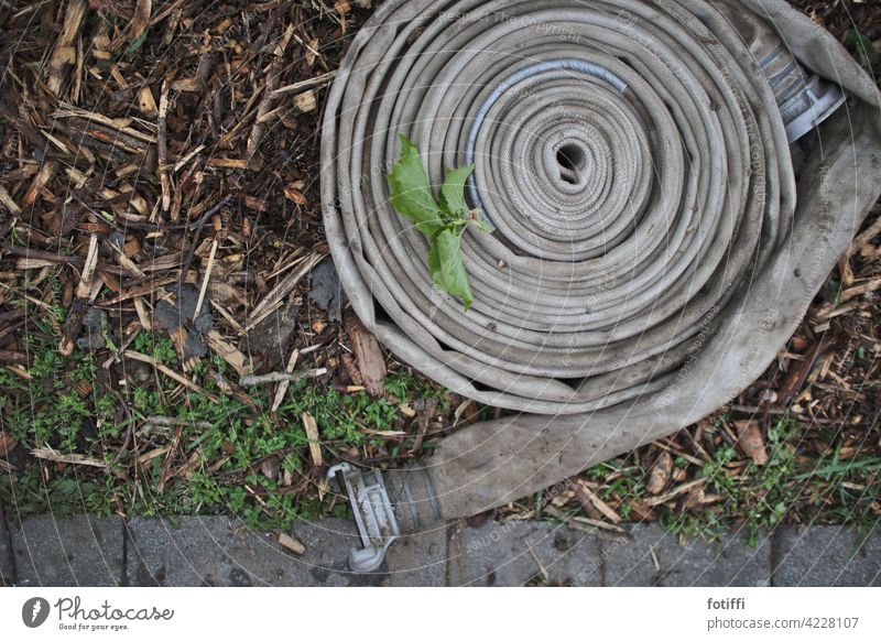 Tubular auger with leaf Water hose Crumpet coiled Rolled Pattern Close-up Deserted Detail Structures and shapes Spiral Wayside fantasy neat