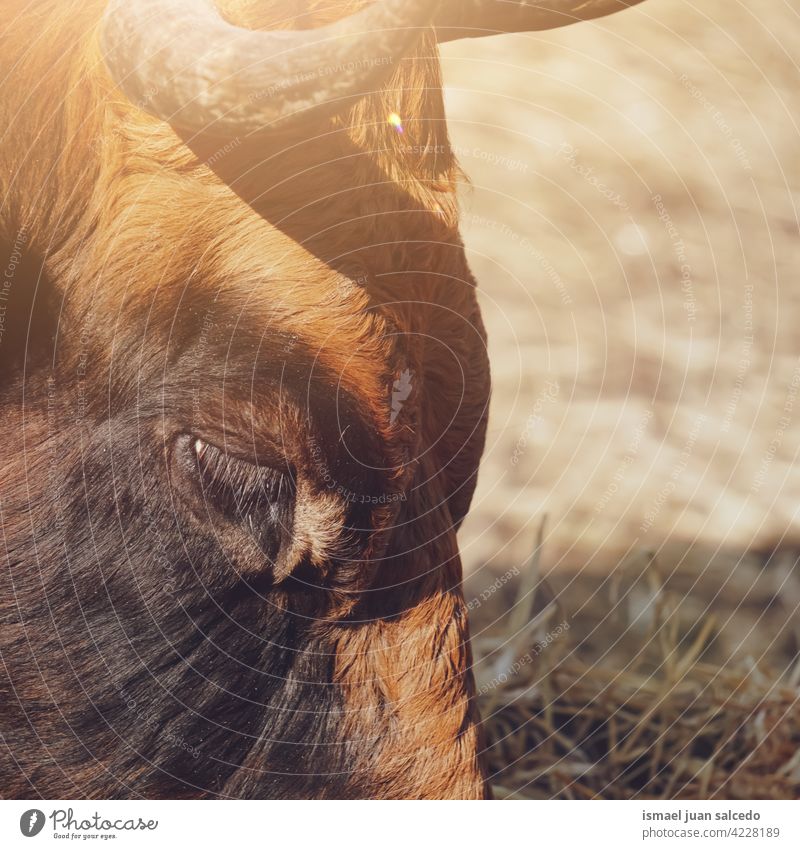 brown cow portrait grazing in the meadow horns animal pasture wild head wildlife nature cute beauty wild life rural farm rural scene outdoors