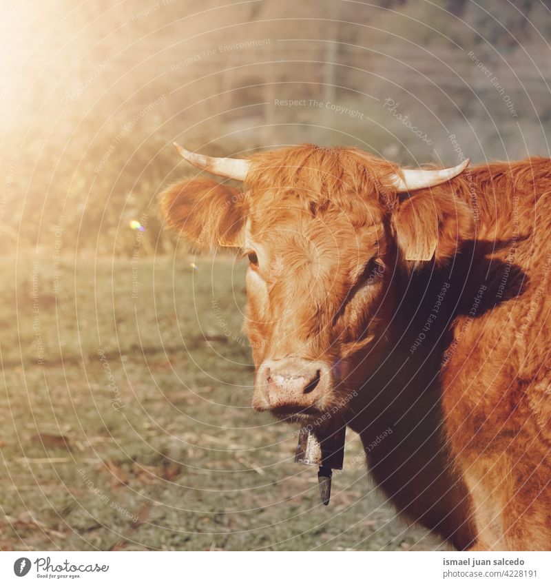 brown bull portrait in the meadow brown cow horns animal pasture grazing wild head wildlife nature cute beauty wild life rural farm rural scene outdoors