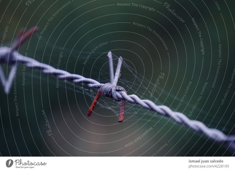 spiderweb on the old metallic barbed wire fence spider web net nature security protection outdoors abstract rusty rusty metal Abandoned