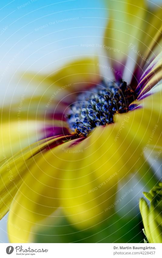 The capitulum (Osteospermum ecklonis) is a popular balcony plant. Cape basket Capaster from South Africa composite inflorescence Yellow asteraceae Compositae