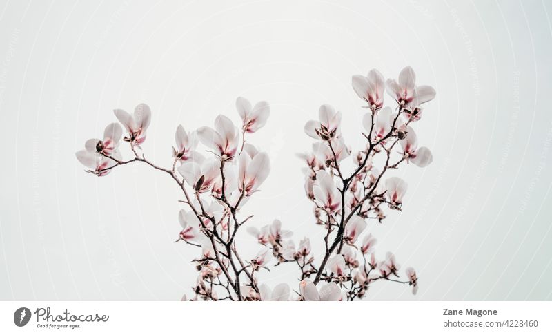 Saucer magnolia blooming on early spring, minimal spring background Magnolia x soulangiana M. x soulangeana 'Verbanica' magnolia fragrance magnolia flower