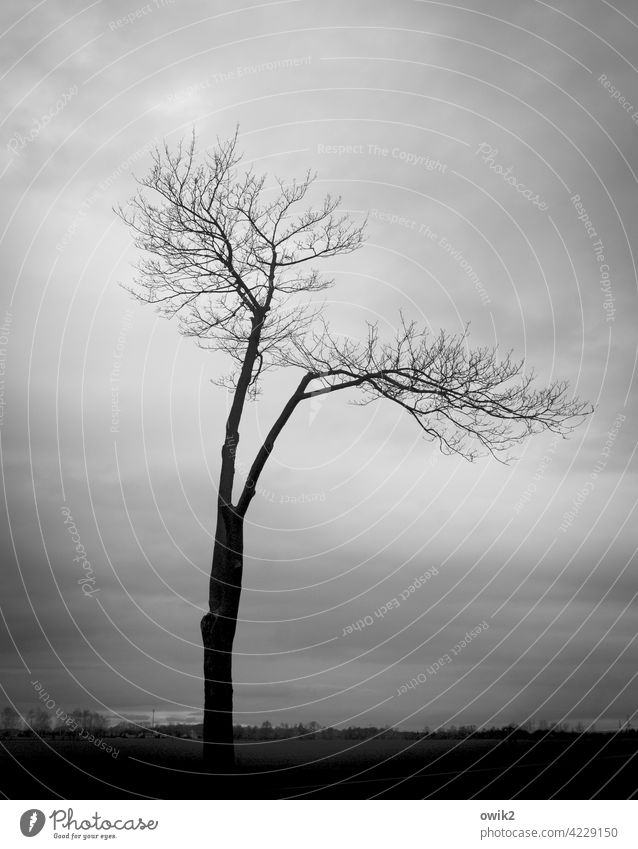 gesture of humility Tree Twigs and branches Stand Gray Growth Exterior shot Deserted Wood Nature Environment Fog Diffuse Hazy Dim Calm Long shot Low-key