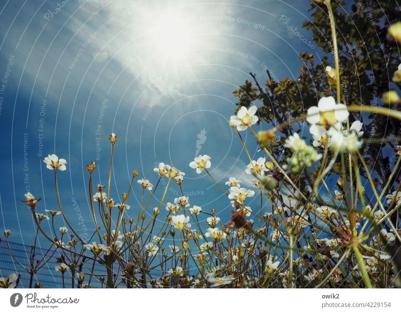 Bloom Baby's-breath Transparent Delicate Fragile Small Thin Plant Close-up Subdued colour Structures and shapes Detail Exterior shot Colour photo