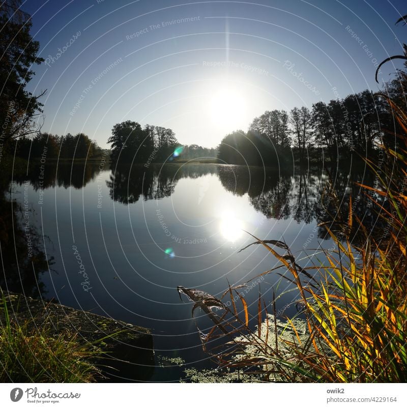 deception Lake Lakeside Pond Island Reeds Bushes Grass Beautiful weather Weather Air Water Cloudless sky Horizon Plant Landscape Nature Environment Illuminate