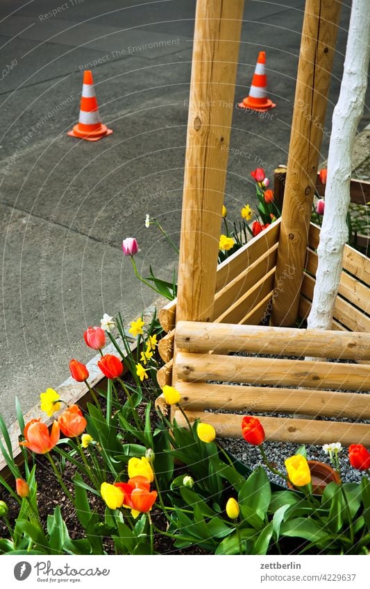 Tree slice in spring planting Asphalt Branch Tree section Relaxation awakening Spring flowering plant spring awakening Garden allotment bud Deserted Nature