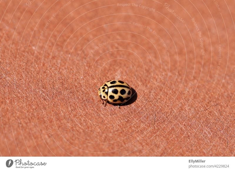 Yellow ladybug with black dots on plain brown background. Ladybird Black points Spotted Insect Brown Subsoil Beetle macro details Animal Small unostentatious