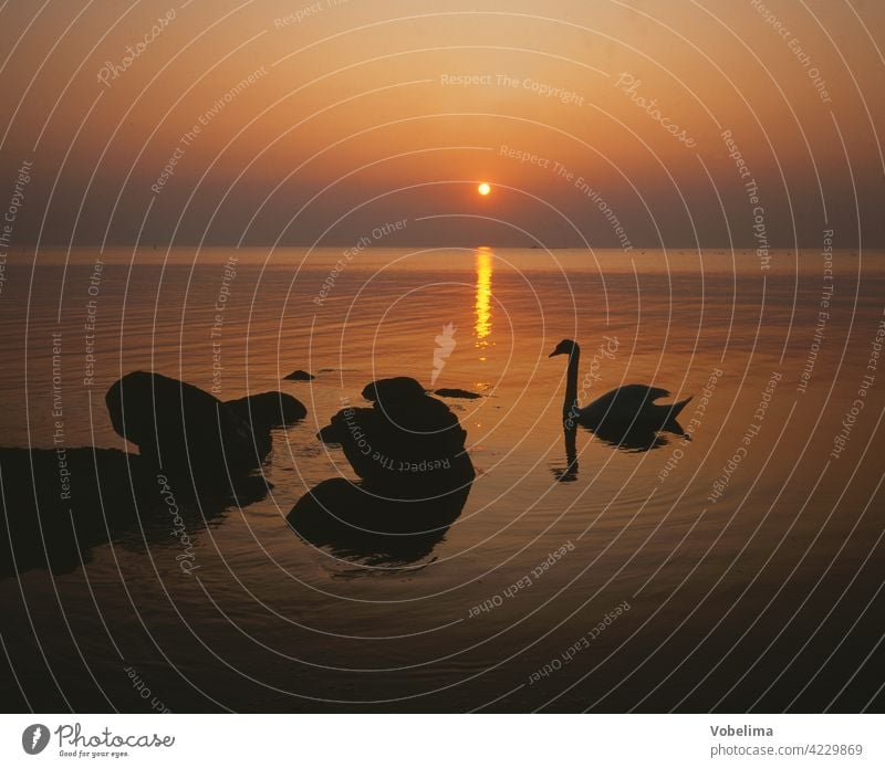 Swans at sunset Evening Cygnus olor Germany Baltic Sea Sun Sunset animals Water evening sky Evening sun Picturesque romantic